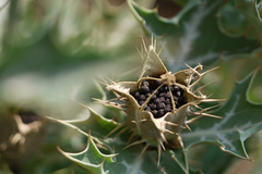 Argemone mexicana